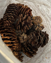 Jangostor Natural Pine Cones Set Decoration Rustic Pine Cone